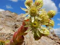 Sempervivum transcaucasicum 9, Saxifraga-Ed Stikvoort