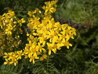 Senecio adonidifolius 2, Saxifraga-Jan van der Straaten