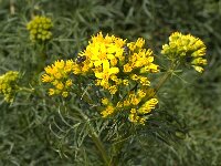 Senecio adonidifolius 3, Saxifraga-Jan van der Straaten