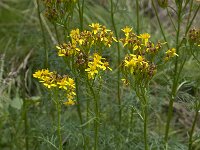 Senecio adonidifolius 4, Saxifraga-Willem van Kruijsbergen