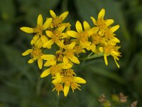 Senecio adonidifolius 5, Saxifraga-Willem van Kruijsbergen