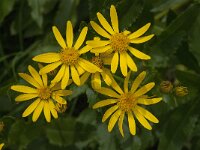 Senecio adonidifolius 6, Saxifraga-Willem van Kruijsbergen