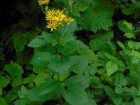 Senecio alpina 3, Saxifraga-Ed Stikvoort