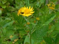 Senecio alpina 4, Saxifraga-Ed Stikvoort