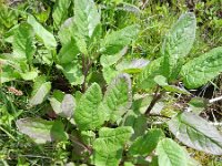 Senecio alpina 5, Saxifraga-Rutger Barendse