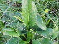 Senecio alpina 6, Saxifraga-Rutger Barendse