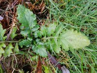 Senecio aquaticus 11, Waterkruiskruid, Saxifraga-Rutger Barendse