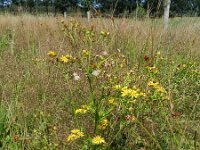 Senecio aquaticus 12, Waterkruiskruid, Saxifraga-Rutger Barendse