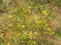 Senecio aquaticus 13, Waterkruiskruid, Saxifraga-Rutger Barendse