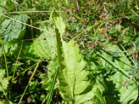 Senecio aquaticus 14, Waterkruiskruid, Saxifraga-Rutger Barendse