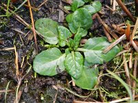 Senecio aquaticus 15, Waterkruiskruid, Saxifraga-Rutger Barendse