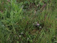 Senecio aquaticus 2, Waterkruiskruid, Saxifraga-Hans Boll