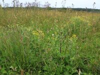 Senecio aquaticus 3, Waterkruiskruid, Saxifraga-Hans Boll