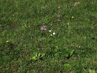 Senecio aquaticus 4, Waterkruiskruid, Saxifraga-Hans Boll