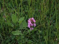 Senecio aquaticus 5, Waterkruiskruid, Saxifraga-Hans Boll