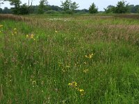 Senecio aquaticus 6, Waterkruiskruid, Saxifraga-Hans Boll