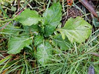 Senecio aquaticus 9, Waterkruiskruid, Saxifraga-Rutger Barendse