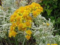 Senecio cineraria 2, Saxifraga-Hans Grotenhuis