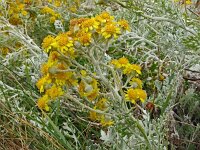 Senecio cineraria 3, Saxifraga-Hans Grotenhuis