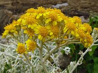 Senecio cineraria 4, Saxifraga-Hans Grotenhuis