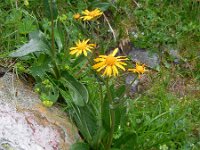 Senecio doronicum 10, Saxifraga-Ed Stikvoort
