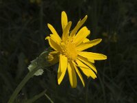 Senecio doronicum 2, Saxifraga-Marijke Verhagen