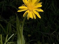 Senecio doronicum 3, Saxifraga-Marijke Verhagen