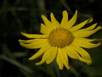 Senecio doronicum 5, Saxifraga-Jan van der Straaten