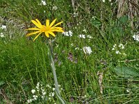 Senecio doronicum 6, Saxifraga-Jeroen Willemsen