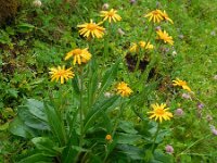Senecio doronicum 7, Saxifraga-Ed Stikvoort