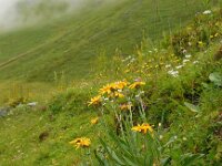 Senecio doronicum 8, Saxifraga-Ed Stikvoort