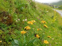 Senecio doronicum 9, Saxifraga-Ed Stikvoort