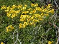 Senecio erucifolia, Hoary Ragwort