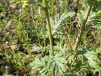 Senecio erucifolia 10, Viltig kruiskruid, Saxifraga-Rutger Barendse