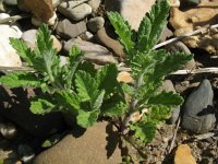 Senecio erucifolia 16, Viltig kruiskruid, Saxifraga-Rutger Barendse