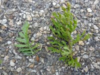 Senecio erucifolia 18, Viltig kruiskruid, Saxifraga-Ed Stikvoort