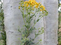 Senecio erucifolia 19, Viltig kruiskruid, Saxifraga-Ed Stikvoort