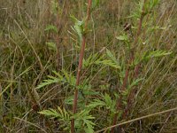 Senecio erucifolia 6, Viltig kruiskruid, Saxifraga-Rutger Barendse