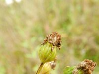 Senecio erucifolia 9, Viltig kruiskruid, Saxifraga-Rutger Barendse