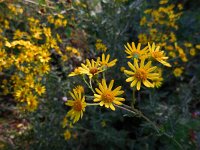 Senecio erucifolia 5, Viltig kruiskruid, Saxifraga-Ed Stikvoort