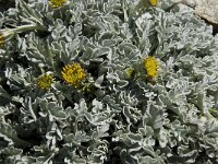 Senecio halleri 2, Saxifraga-Willem van Kruijsbergen