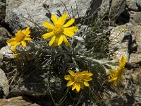 Senecio halleri 3, Saxifraga-Willem van Kruijsbergen