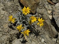 Senecio halleri 4, Saxifraga-Willem van Kruijsbergen