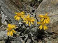 Senecio halleri 5, Saxifraga-Willem van Kruijsbergen