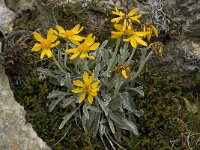 Senecio halleri 6, Saxifraga-Willem van Kruijsbergen