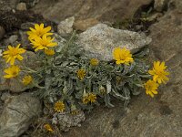 Senecio halleri 7, Saxifraga-Willem van Kruijsbergen