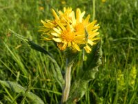 Senecio helenitis 2, Saxifraga-Rutger Barendse