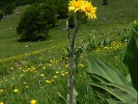 Senecio helenitis 3, Saxifraga-Rutger Barendse