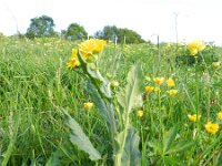Senecio helenitis 4, Saxifraga-Rutger Barendse