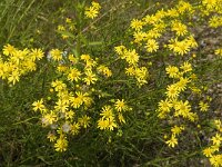 Senecio inaequidens 10, Bezemkruiskruid, Saxifraga-Jan van der Straaten
